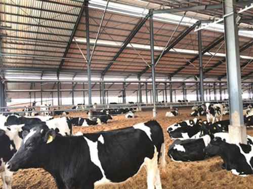 钢结构奶牛棚出口新西兰